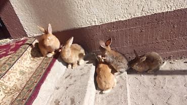 Үй жаныбарлары үчүн товарлар: Сатам | Эркек коен — 9