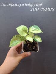 живые растения в аквариум купить: Комнатные растения, цветы (молодые растения, взрослые экземпляры). Не — 17