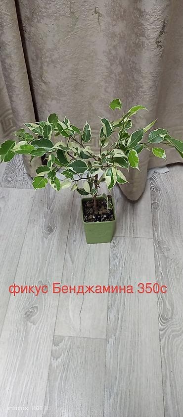 plaud note: Комнатные растения в горшках: - Колиус — декоративно-лиственное — 9