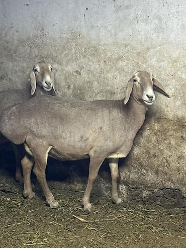 продаю бычка: Продаю | Овца (самка) | Эдильбаевская | Для разведения | Матка — 4