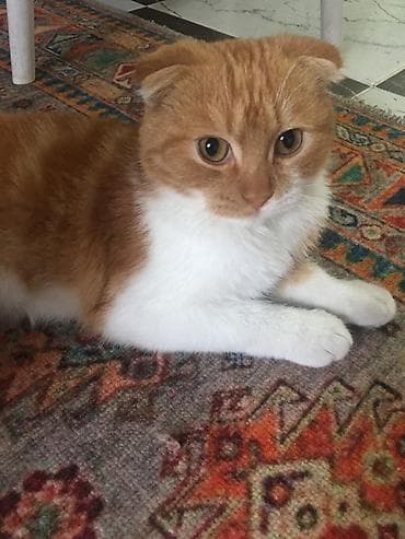 cat chow: Вязка: Скотиш Фолд (Шотландская вислоухая), Мальчик, 1 год, Рыжий — 3