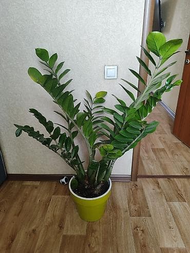 алоказия полли: Замиокулькас (долларовое дерево) в декоративном горшке. - Крупное — 1