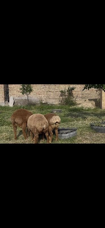 goat: Продаю | Овца (самка) | Арашан | Для разведения | Племенные — 2