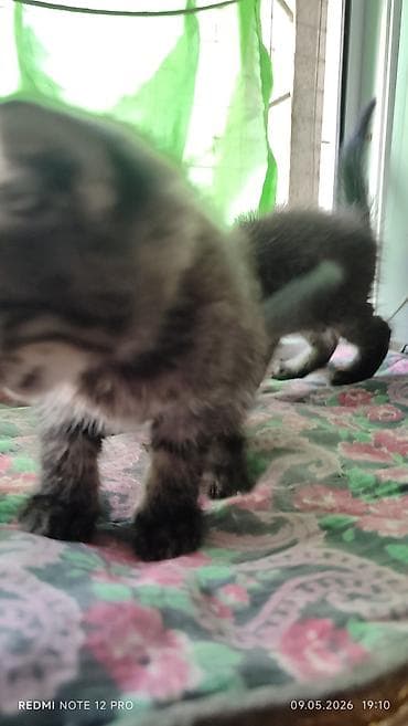 Продажа кошек: Котята1,5 месяца — 1