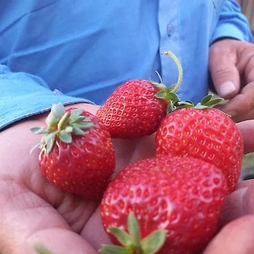 Семена и саженцы: Принимаю заказы на расаду клубника сорт месный село Кызыл Дыйкан — 3