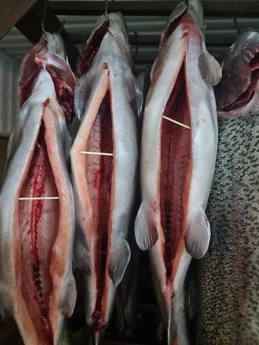 Форель радужная потрошёная, раскрытая «книжкой» на подвесах (под