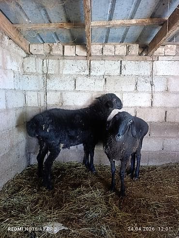 цыплята гуси: Продаю | Овца (самка) | Для разведения — 1