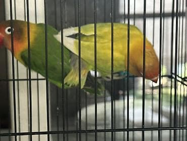 Пара неразлучников (Agapornis) в клетке. - Окрасы: один птиц зеленый — 5