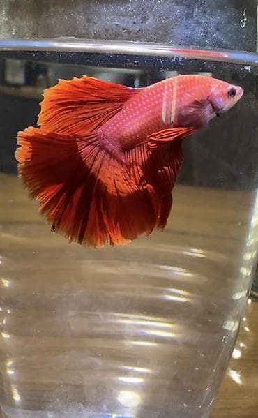 декоративные рыбы: Бойцовые рыбки (Betta splendens), декоративные самцы с роскошными — 4
