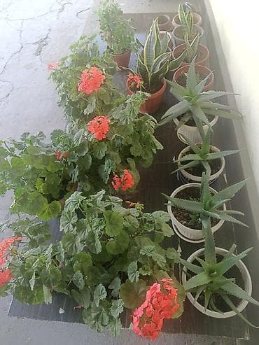 голанские розы: Пеларгония зональная (герань) в горшке - Компактный — 9