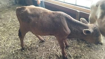 бык швицкая: Продаю | Бык (самец) | Полукровка | На откорм — 6