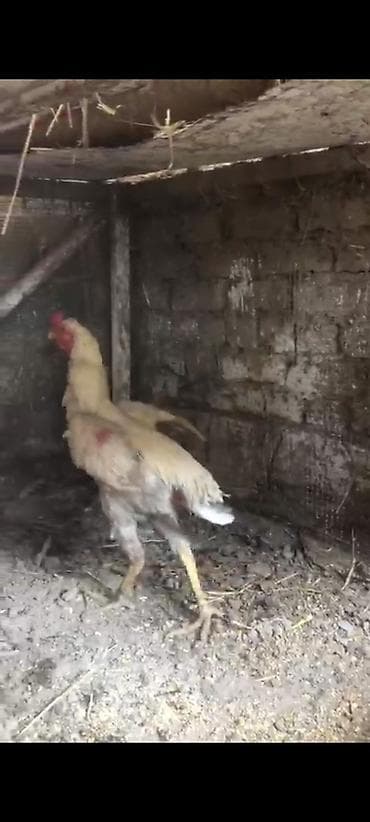 кошки джалал абад: Продаю | Куры | Бойцовая | Для разведения — 3