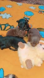 объявления о найденных собаках: Щенки мелкой породы (карманный формат)готовы к брони.(2 мальчика и 2 — 5