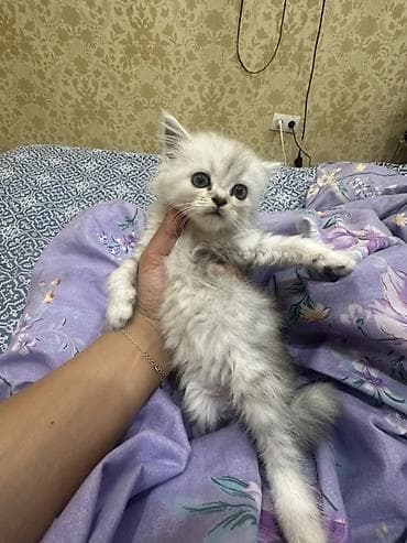 Отдам даром кошку: Скотиш Фолд (Шотландская вислоухая), 1 месяц, Девочка, Серебристая шиншилла, Приучена к лотку — 4