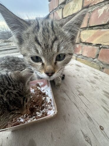 сколько стоит щенок ретривера: Полосатые котята (серо-коричневый табби) с выразительными зелёными — 2