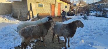 ит базар бишкек: Сатам | Кочкор (эркек) — 8