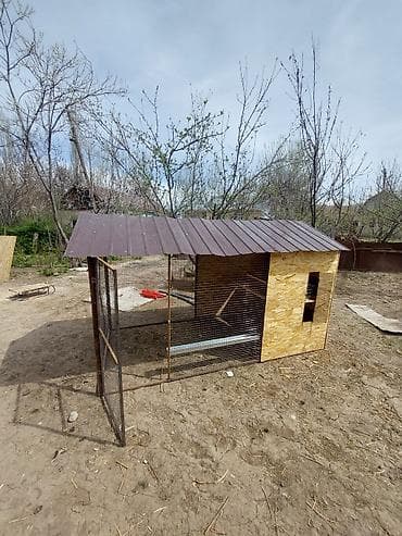 попугаи ош: Продаю | Петух — 7