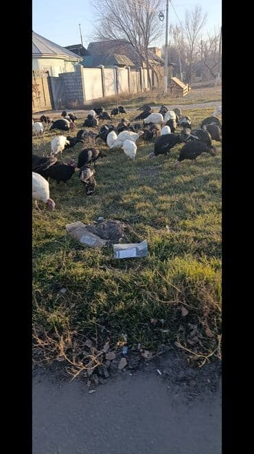 куры домашние: Продаю | Индюк (самец) | Северокавказская | На забой | Племенные — 4