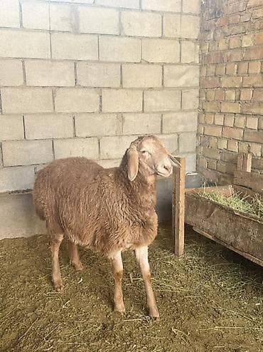 продажа собак: Продаю | Ягненок | Арашан | Для разведения — 2