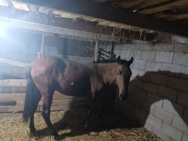 купить золотого ретривера: Продаю | Жеребенок — 7