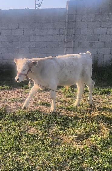 кой соебуз: Продаю | Тёлка | Шароле | На откорм | Привязанные — 1