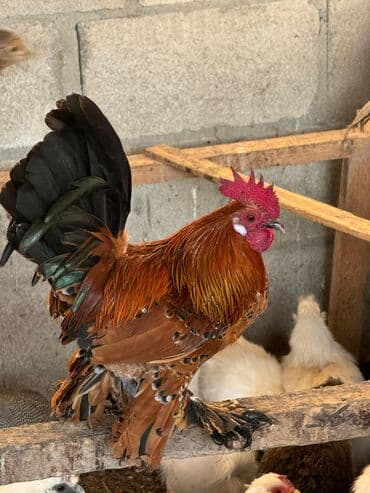 купить курицу домашнюю: Продаю | Куры, Петух — 3