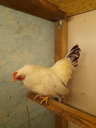 карликовые кохы: Продаю | Куры, Петух — 1