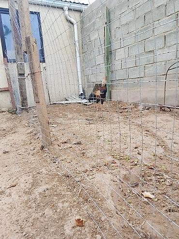 как бросить курить: Продаю | Петух | Бойцовая | Для разведения — 2