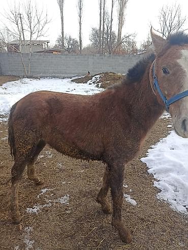 куплю коня: Продаю | Жеребенок | Рабочий — 4