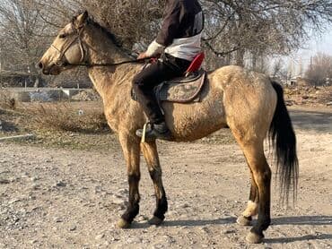 собака шпиц белый: Продаю | Конь (самец) | Рабочий — 4