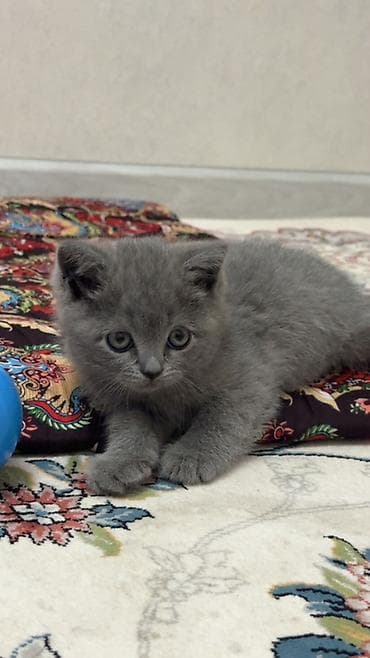 кошка беловодск: Британ кыска жүндүү, 2 айлык, Ургаачы, Боз, Лотокко барууга үйрөтүлгөн — 5