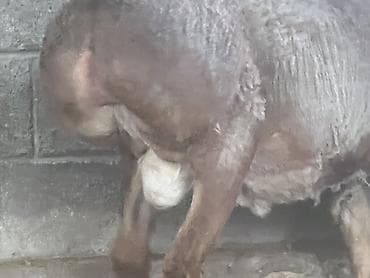 кролик нзб: Продаю | Баран (самец) | Для разведения | Племенные — 3