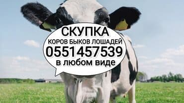 коровы животные: Куплю | Коровы, быки, Лошади, кони | Круглосуточно, Любое состояние, Забитый — 1