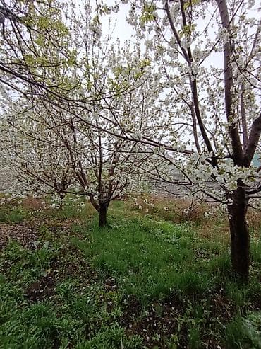 фрунзе молодая гвардия: 10жылдык 5штук Черешня кокон гилас 4штук Абрикос 2штук Вишня Сатылат — 9