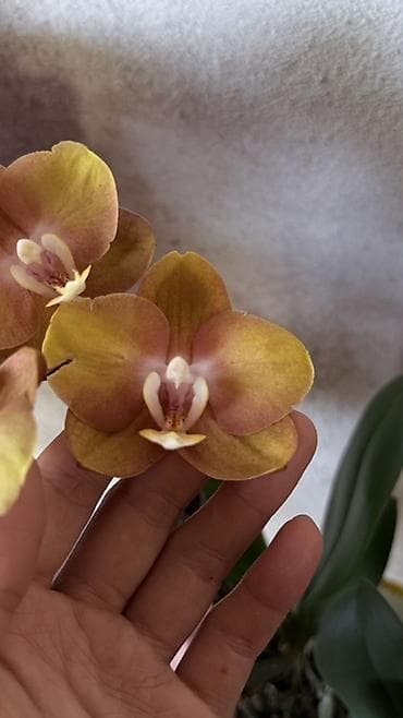 кой сойобуз: Орхидея Phalaenopsis (разные окраски, мини и стандарт) - Сортовая — 6