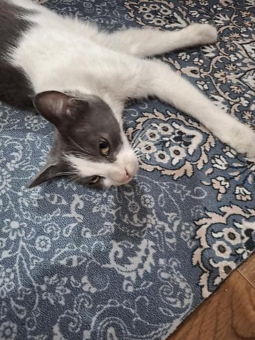 Мышыктар: Мышык бекер берилет: Породасыз, Ургаачы, Лотокко барууга үйрөтүлгөн — 3