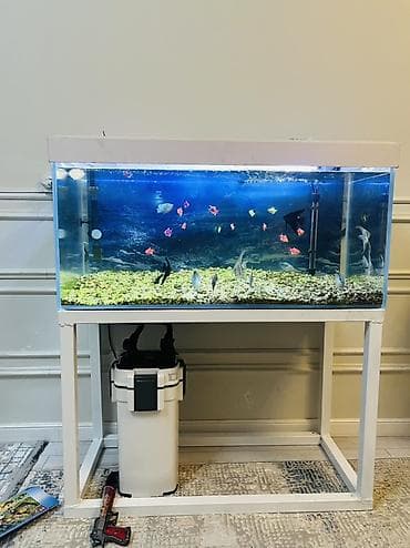 конура для собак: Срочно продам аквариумный комплект для дома/офиса(РЫБЫ В ПОДАРОК!) - — 3