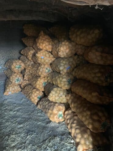 картошка цена бишкек глобус: Картошка Оптом — 3
