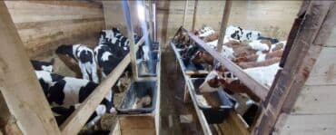 дойных коров: Сатам | Уй (ургаачы), Кунаажын, Бука (эркек) | Союуга, Көбөйтүү үчүн, Сүт алуу үчүн — 1