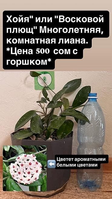 Хойя (восковой плющ) — многолетняя комнатная лиана. - Компактное