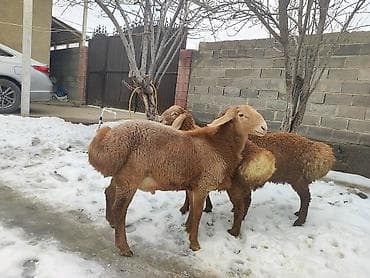 цена барана бишкек: Сатам | Ургаачы кой (ургаачы) | Көбөйтүү үчүн | Ургаачы — 5