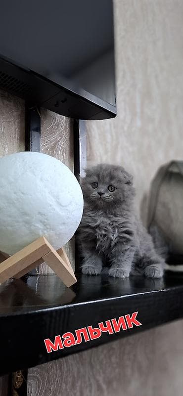 Продажа кошек: Шотландские котята (SCOTTISH):3 мальчика и 2 девочки, окрас-голубой — 1