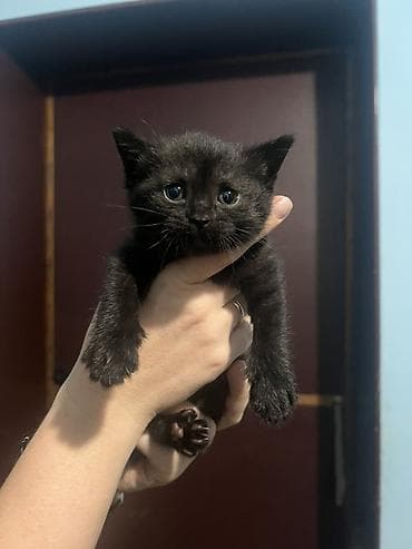 Котята, помёт из пяти малышей: - Рыже-белый: короткошёрстный, белая — 4