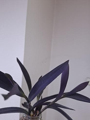 летние: Рассада традесканции пурпурной (Tradescantia spathacea ‘Purple’/Rhoeo) — 4