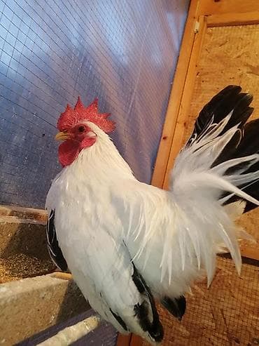 ко шомо: Продам шабо кур петух — 2