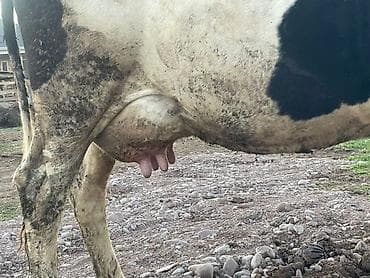 карова симентал: Продаю | Корова (самка) | Голштин | Для молока | Племенные — 5