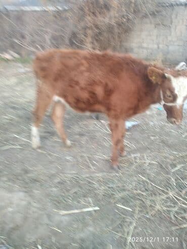 Собаки: Продаю | Тёлка | Для разведения — 3