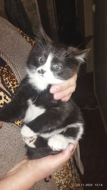 щенок хаски купить: Черно-белый котёнок с выразительной мордочкой и «носиком с пятнышком» — 1