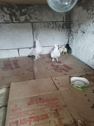 Пара декоративных белых голубей - Описание: изящные белые голуби с