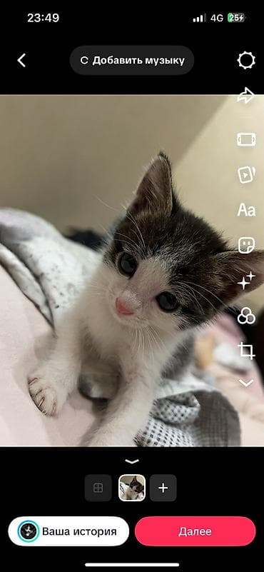 Британская короткошёрстная, 2 месяца, Мальчик